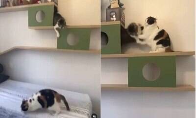 Gatinhos "reencenam" briga de "Rei Leão" e fazem sucesso no Insta