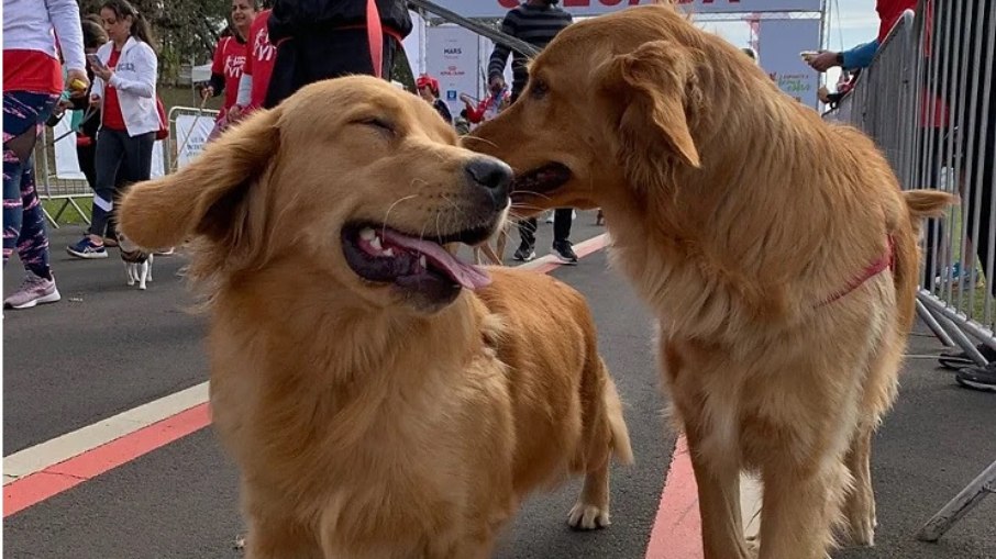 Largada da Cãominhada está marcada para 8h30 do dia 30 de julho, na Praça Arautos da Paz