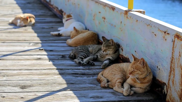 Conheça a ilha onde os moradores recebem para cuidar de gatos