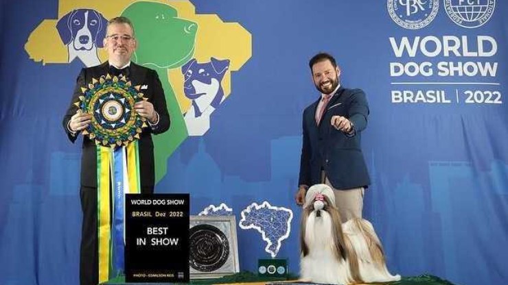 Shih-Tzu brasileira é eleita ‘Melhor Cão do Mundo’