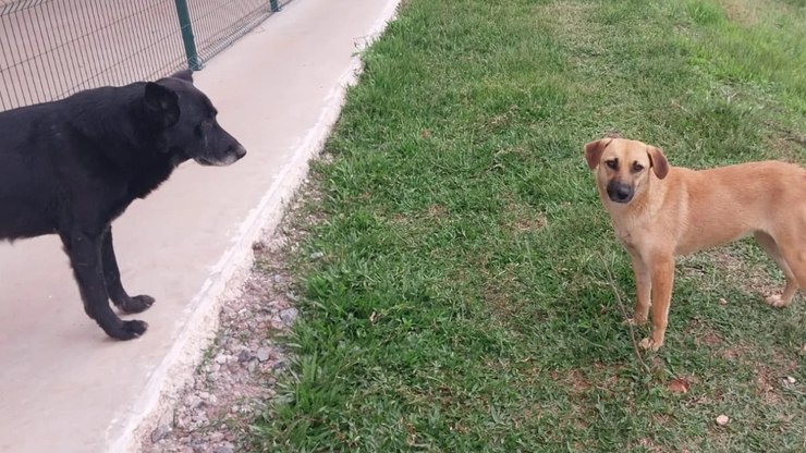 C%C3%A3es%20somem%20em%20galp%C3%A3o%20do%20Mercado%20Livre%3B%20empresa%20demite