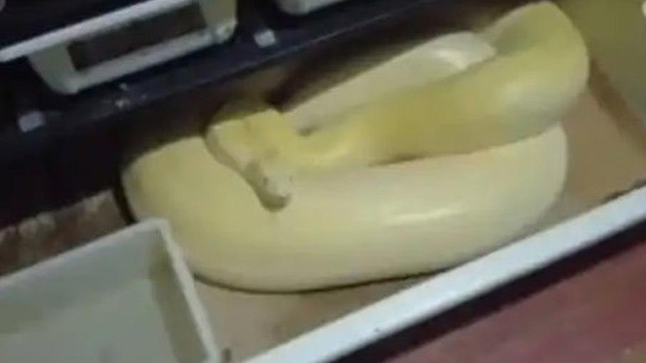 Guo havia organizado todos os seus móveis em um quarto, enquanto utilizava os outros dois quartos e a sala de estar para seus répteis Guo havia organizado todos os seus móveis em um quarto, enquanto utilizava os outros dois quartos e a sala de estar para seus répteis
