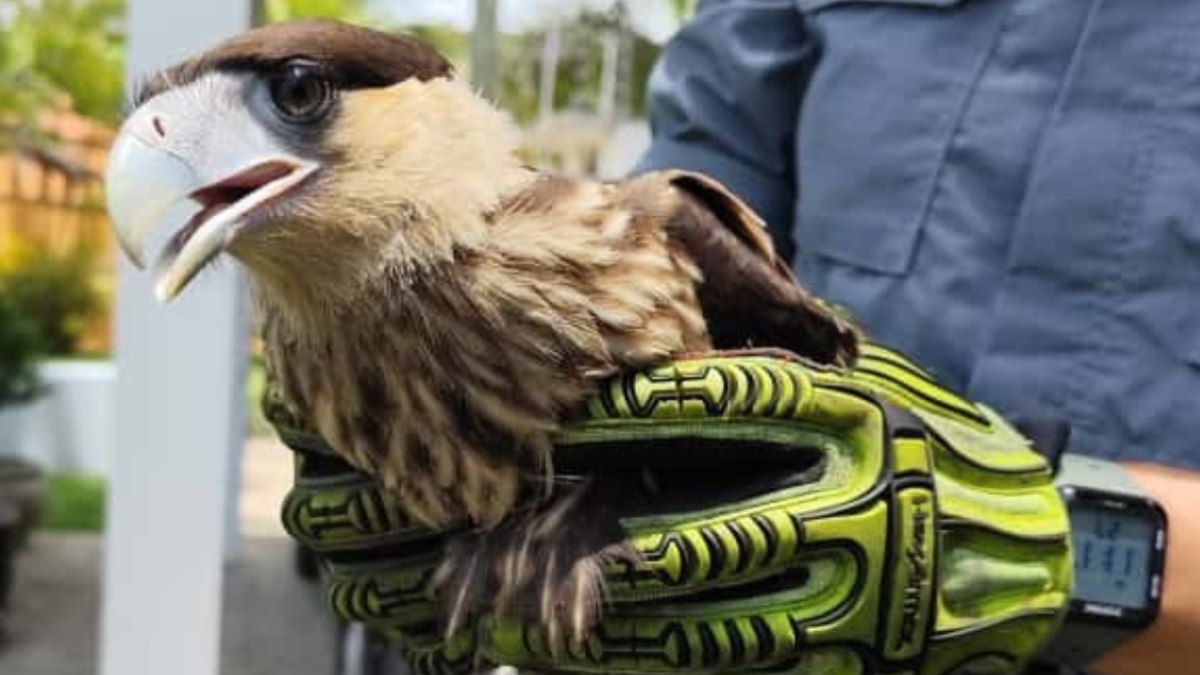 Gavião-carcará (Polyborus plancus), resgatado pelo Corpo de Bombeiros Gavião-carcará (Polyborus plancus), resgatado pelo Corpo de Bombeiros
