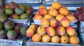 Plano Safra investirá R$ 516,2 bilhões no agro
