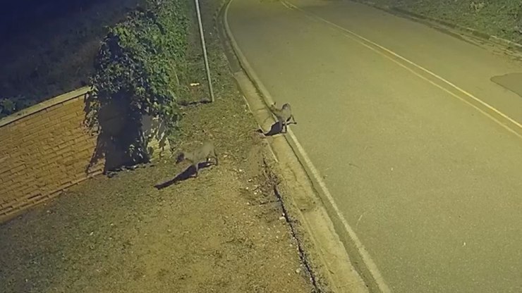 Gato surpreende e espanta cachorros-do-mato em Vinhedo