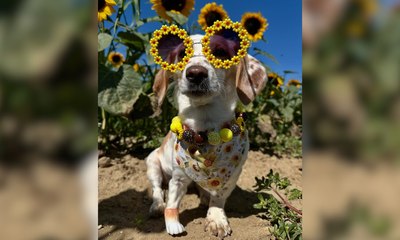 Cadelinha de três patas conquista corações com próteses criativas