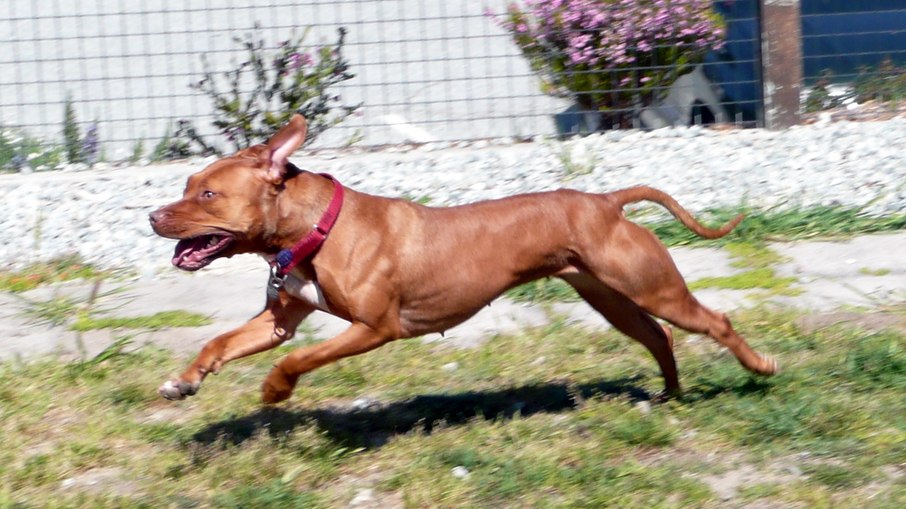 Pitbull