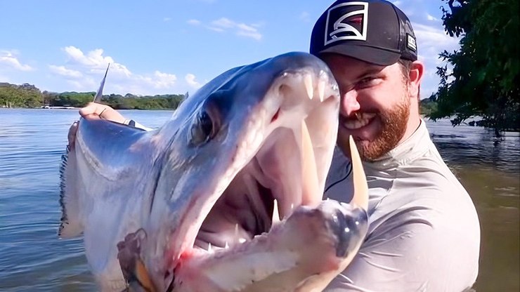 “Peixe-vampiro” com presas de 7 centímetros
é capturado; vídeo