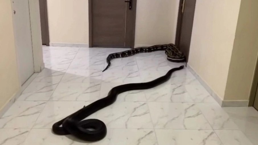 Homem de Bangcoc solta cobras em condomínio para protestar contra cachorro barulhento de vizinho Homem de Bangcoc solta cobras em condomínio para protestar contra cachorro barulhento de vizinho