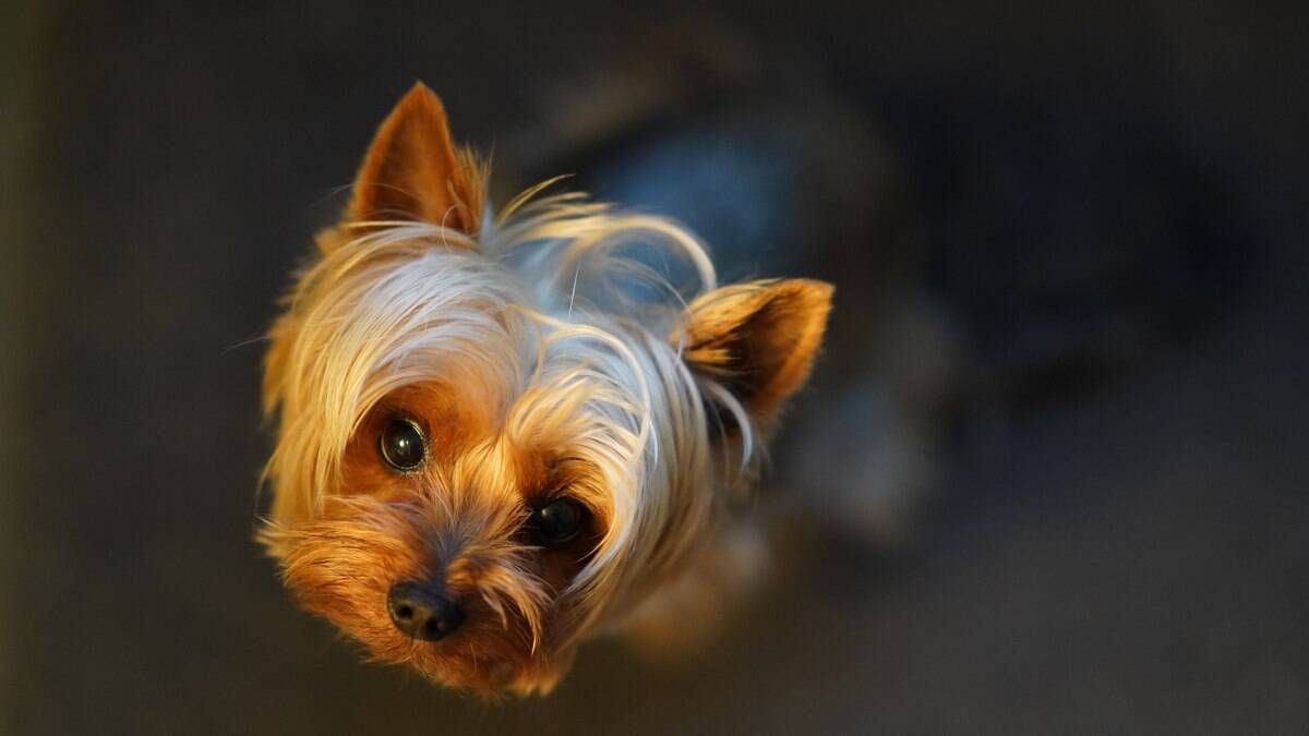 Raças de cachorro que devem ser criadas dentro de casa