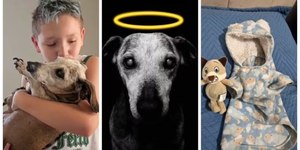 Morre aos 18 anos o cãozinho Boby, que emocionou a internet