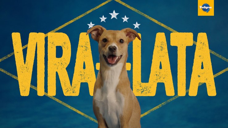 Parceria%20transforma%20%22vira-lata%22%20em%20orgulho%20nacional
