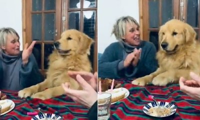 Cão canta 'Parabéns pra você' em aniversário e web reage