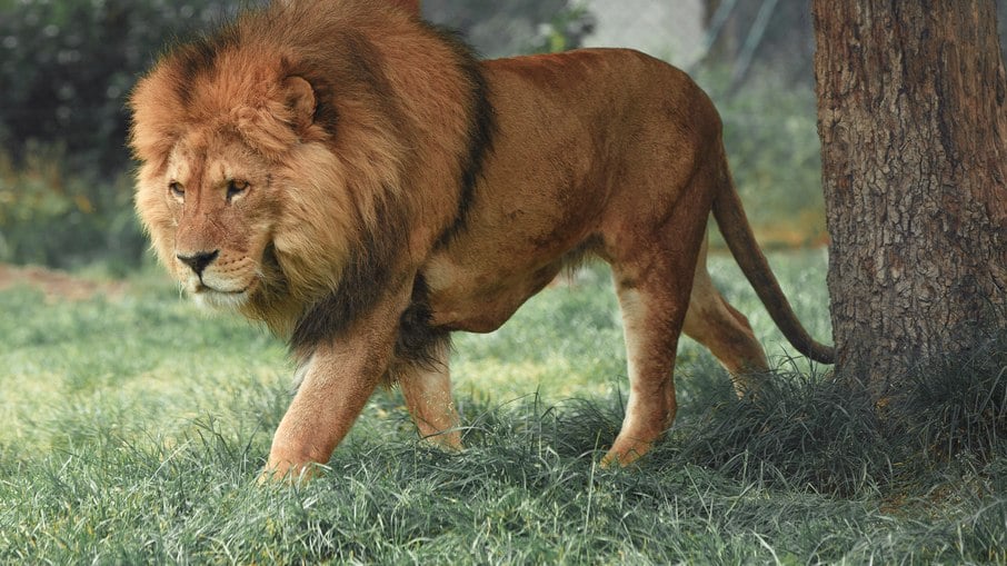 Leão é um dos animais selvagens presentes na África do Sul