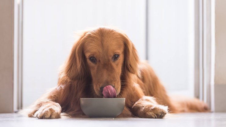 Petiscos podem ajudar a organizar comportamento dos pets; entenda