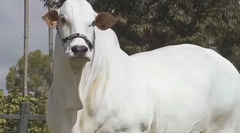 Conheça a vaca mais cara do mundo; veja valores