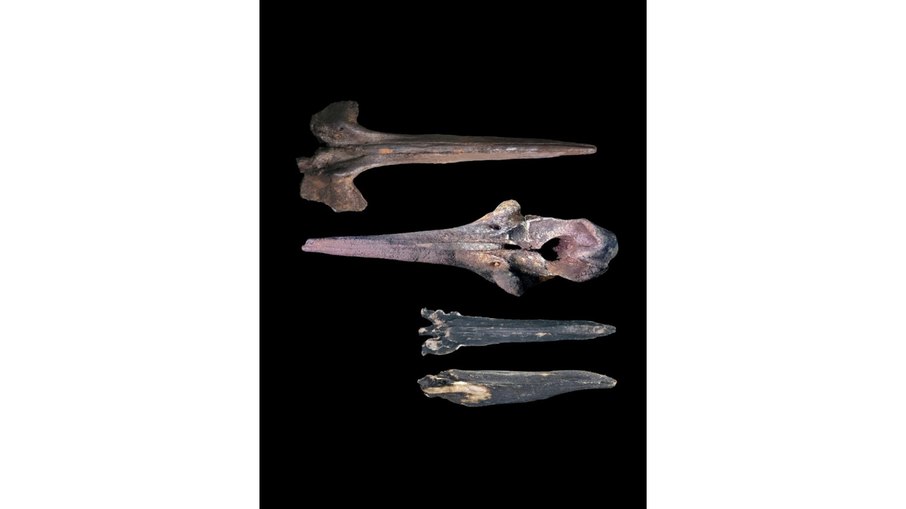 Quatro crânios fossilizados de baleia foram recuperados pelos pesquisadores do fundo do mar. Quatro crânios fossilizados de baleia foram recuperados pelos pesquisadores do fundo do mar.