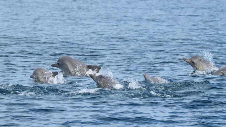 Boto-cinza%20tem%2090%25%20do%20habitat%20tomado%20por%20atividades%20humanas%20no%20RJ