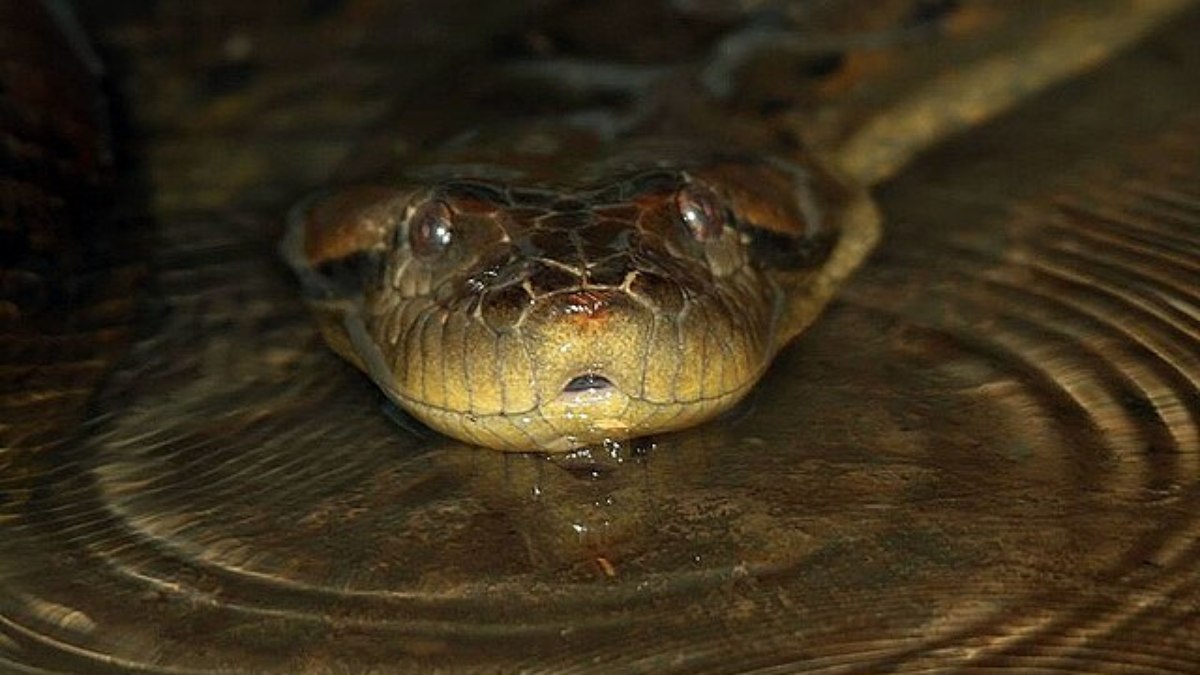 Sucuri bebendo água. Sucuri bebendo água.