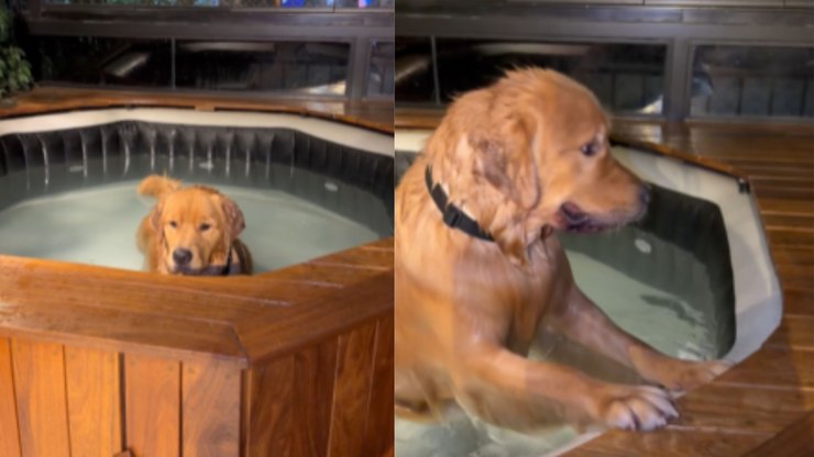 Golden apronta e invade jacuzzi durante noite fria