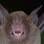 Morcego-pálido não era visto havia mais de 75 anos em Honduras. Foto: Reprodução/Trond Larsen