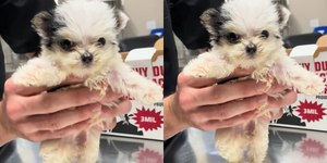 Internautas se derretem por cãozinho dançante: "Fofinho"
