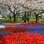O Parque Keukenhof impressiona com sua variedade de cores das flores e a maneira como são plantadas para criar padrões coloridos. Foto: Conexão Amsterdam