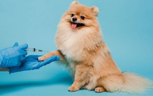 Você sabe quais são as vacinas essenciais para o seu cão?