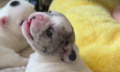 Filhote de cão gordinho encanta web com 'mini latido'