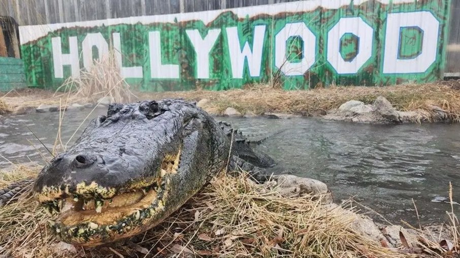 O jacaré teve quase 40 anos de carreira em filmes de Hollywood. O jacaré teve quase 40 anos de carreira em filmes de Hollywood.