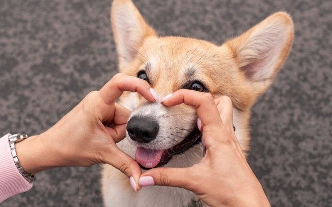 8 curiosidades sobre o focinho do cachorro