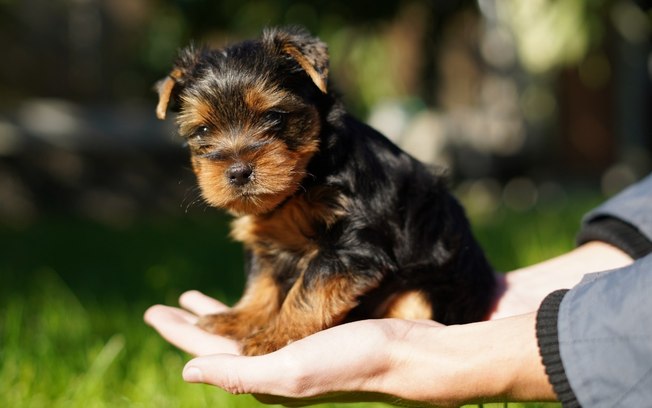 7 dicas fundamentais de como cuidar de um cachorro filhote