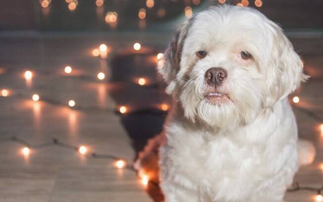 Um cachorro albino precisa de cuidados especiais