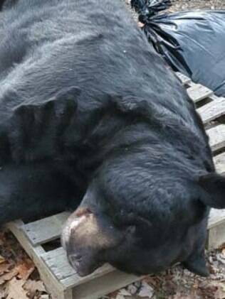 Urso