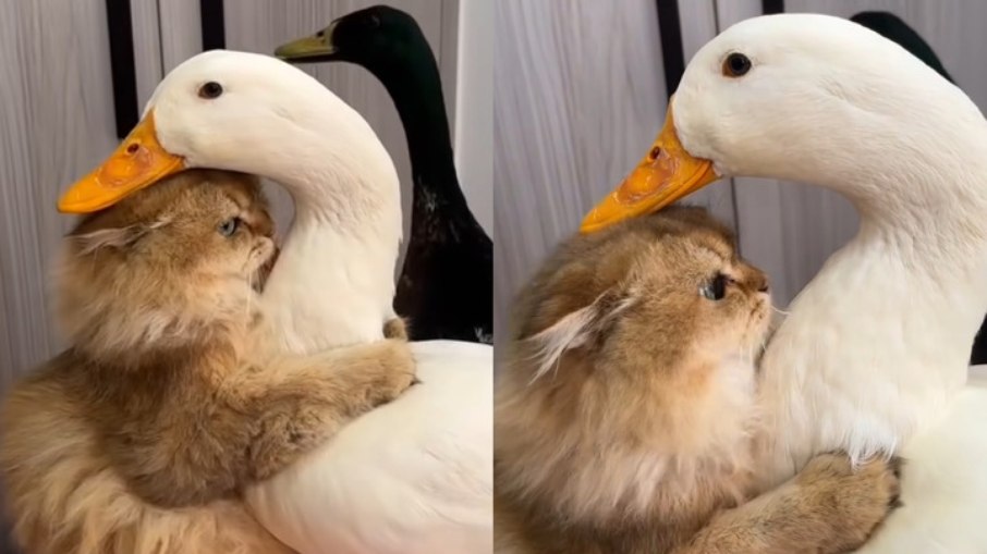 Gato e pato interagindo Gato e pato interagindo