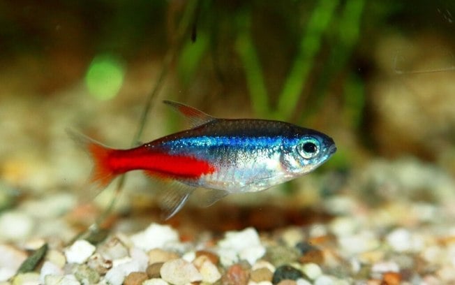 8 espécies de peixe para aquário pequeno