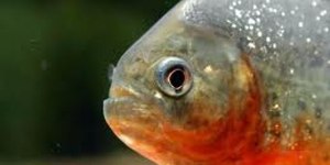 Ataques de piranhas deixam seis feridos em São Paulo; veja detalhes