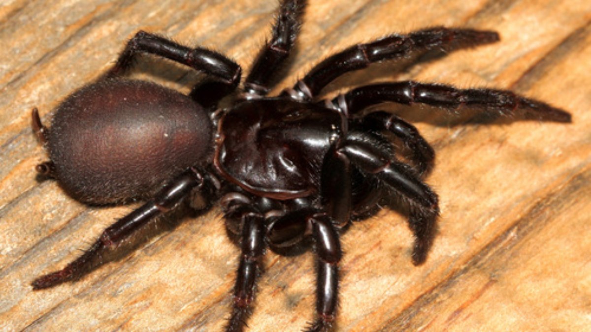 Nova aranha descoberta na Austrália é a mais venenosa do mundo Nova aranha descoberta na Austrália é a mais venenosa do mundo