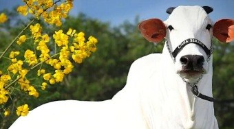 Gen%C3%A9tica%20de%20ouro%3A%20Vaca%20mais%20cara%20do%20mundo%20vence%20ExpoZebu