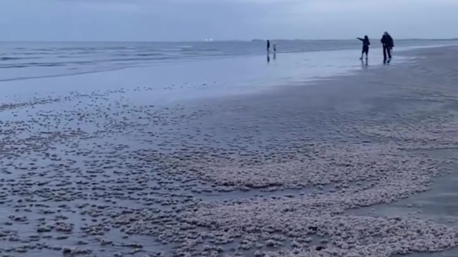 Fenômeno ocorreu também em 2022, mas cobriu maior extensão da praia Fenômeno ocorreu também em 2022, mas cobriu maior extensão da praia