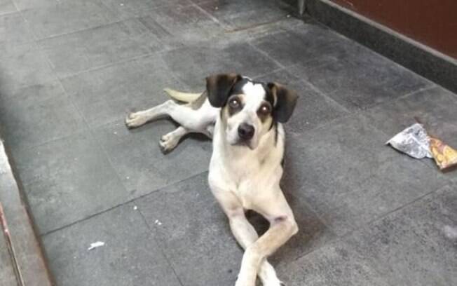 Cachorro que morreu teria sido envenenado e espancado por um funcionário do Carrefour