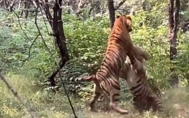 Vídeo registra momento em que dois tigres entram em briga feroz para ver qual deles conseguiria acasalar com tigresa. 