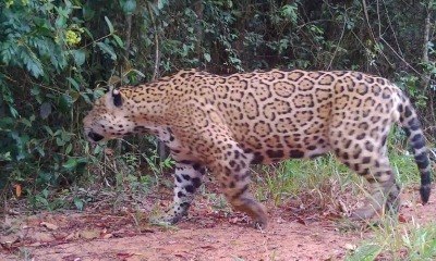 Onça-pintada perdida é guiada de volta ao habitat após parar em rodovia