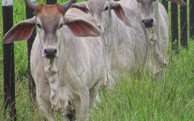 Propriedade rural que aplica cuidados no uso da ureia evita a intoxicação gado