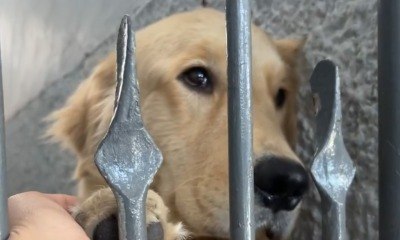 Golden Retriever fica 'arrasada' ao descobrir que não vai passear
