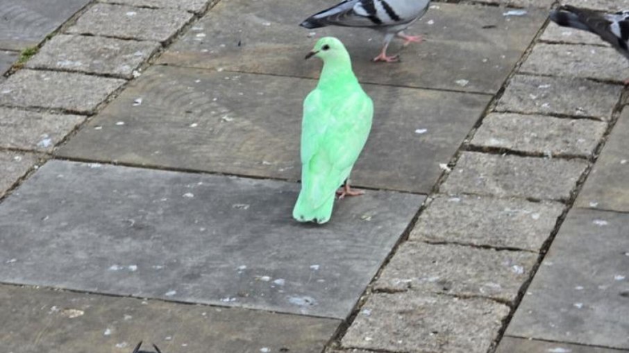 VÍDEO: pombo verde neon vira atração e causa alvoroço em praça