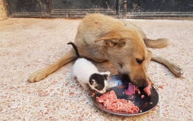 A cadela Amira adotou o gatinho Junior após passar pela tristeza de dar a luz a filhotes natimortos