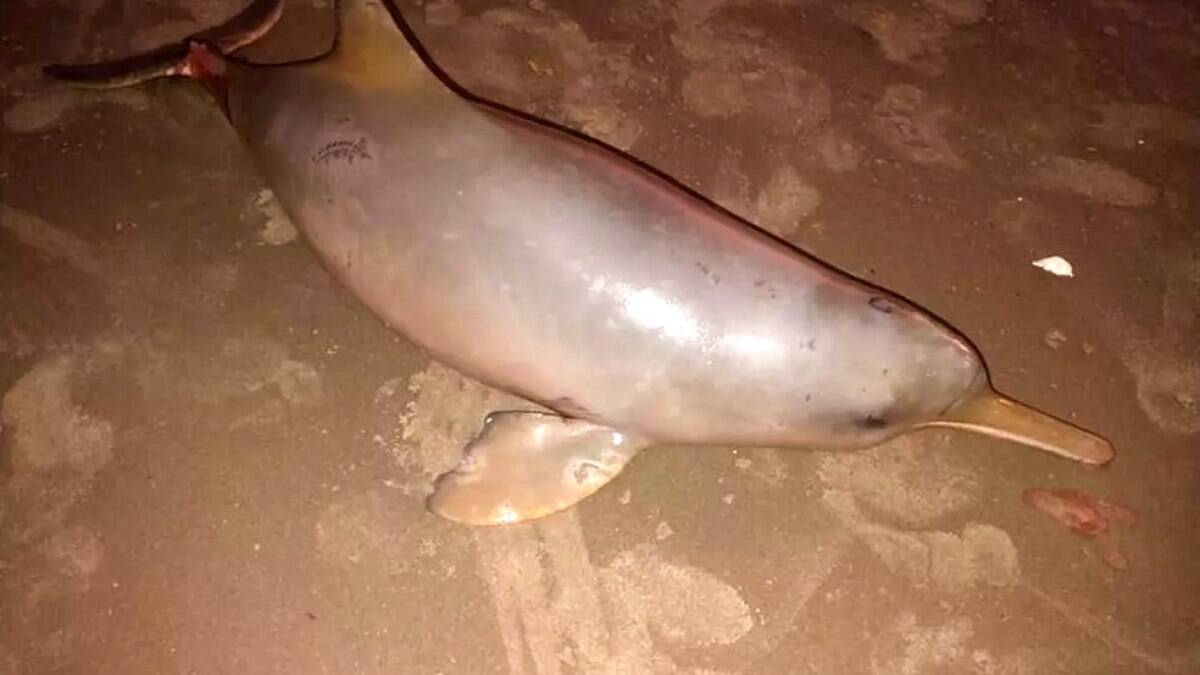 O Instituto Biopesca localizou o animal e fará exames para concluir a causa da morte