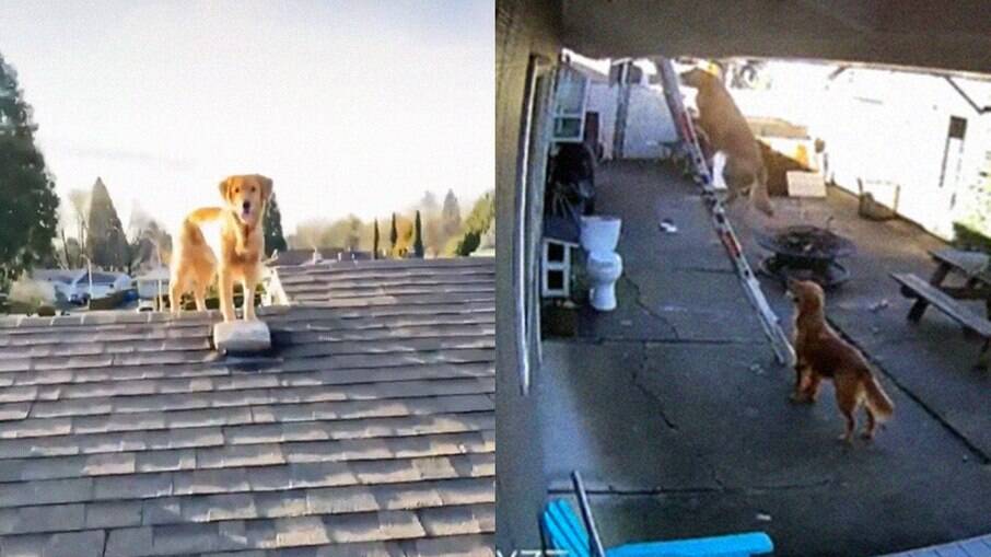 Cachorro sobe escada e dono o encontra no telhado