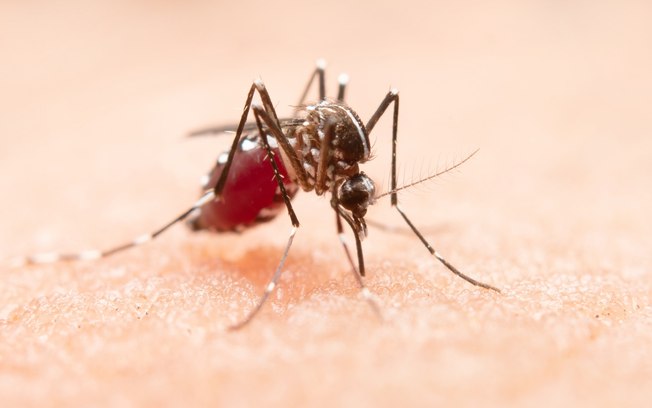 Surto de dengue atinge quase 2 milhões de brasileiros